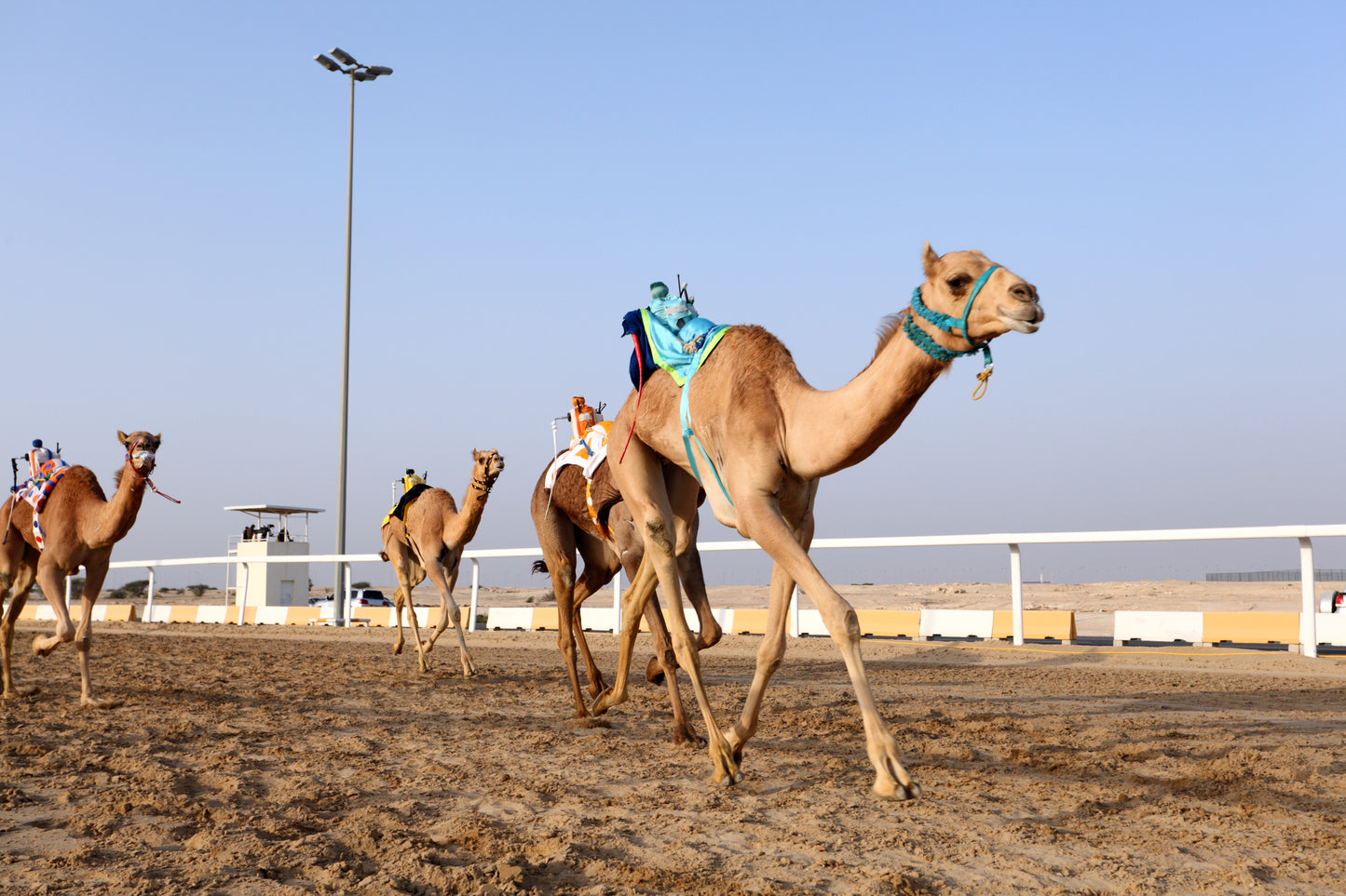 Sheikh Faisal, Camel Race Track & Equestrian